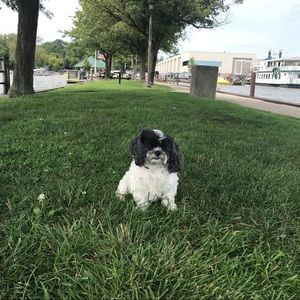 Meet your Posher, Allison